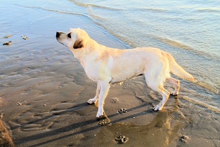 a yellow labrador swimming in the sea in summerの写真素材