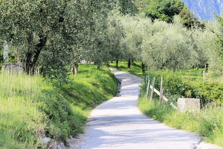 olive grove on Garda lake in northern Italyの写真素材