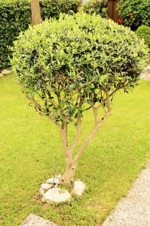 olive tree