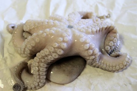 Raw octopus ready for cookingの写真素材