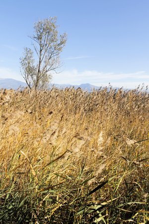 reedsの写真素材