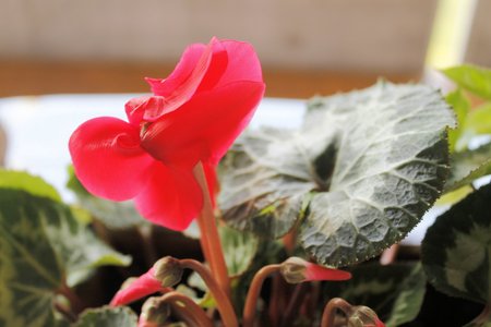 red cyclamen flowersの写真素材