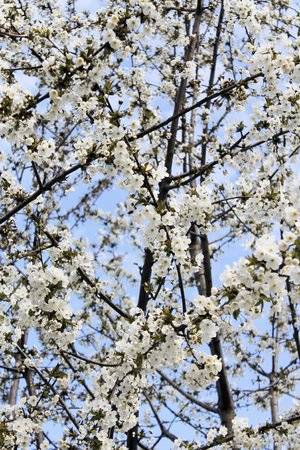 close up of branches with white flowers