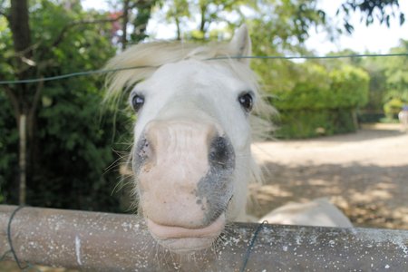 head of white horse in a fenceの写真素材