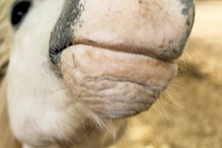 white horse in a fence