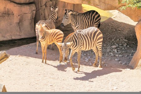 zebraの写真素材