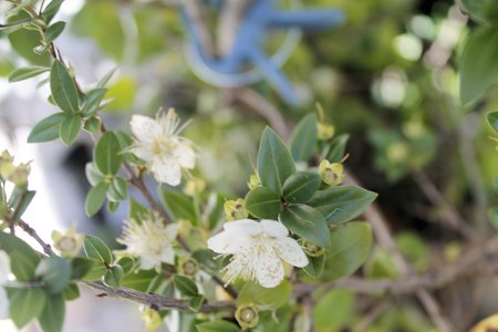 Oleander flowersの写真素材