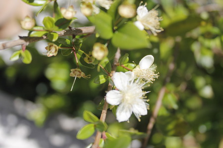 Oleander flowersの写真素材
