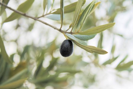 Close up of black olives on the olive treeの写真素材