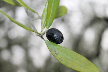 close up of black olives on the olive treeの写真素材
