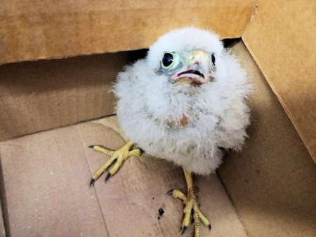 a puppy of hawk in cardboard box