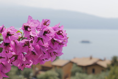 Purple flowers of bougainvillea in Italy.の写真素材