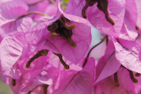 Purple flowers of bougainvillea in Italy.の写真素材