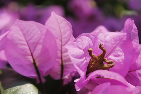 Purple flowers of bougainvillea in Italy.の写真素材