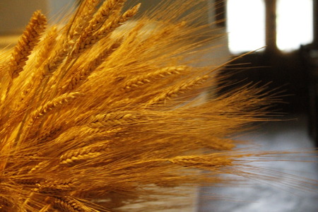 Basket with ears of golden wheatの写真素材