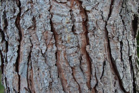 Oak tree bark. The abstract background for design