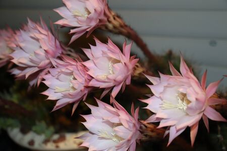 Cactus flower blooms. Beautiful white flower cactusの写真素材