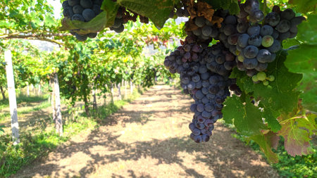 Ripe grapes on vineyard in Chianti, Tuscany, Italy