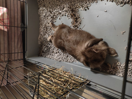 Cat in a cage on the background of a gray wall. Cat in a cage.の写真素材