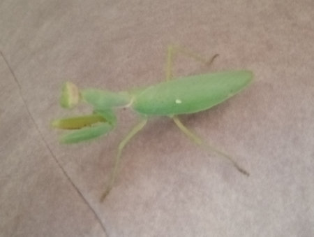 Praying Mantis, Praying Mantis rossa