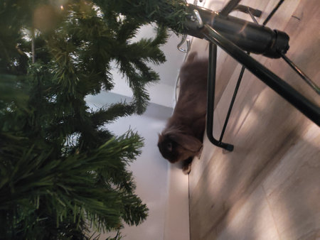 Cat on the stairs of the house. Christmas and New Year.の写真素材