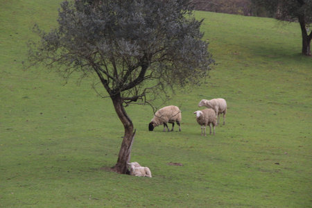Sheep grazing in the meadow with olive tree on the backgroundの写真素材