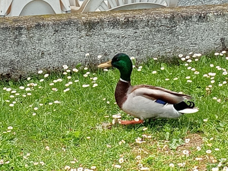 Duck on the grass in the garden. The mallard is a waterfowl.の写真素材
