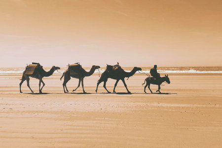Camel caravan on the beach in Morocco, Africa. Retro styleの写真素材