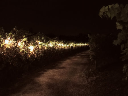 Vineyards at night in the light of the lanterns.の写真素材