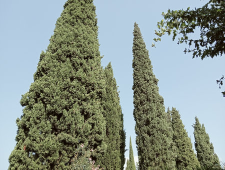 Tall cypresses against the blue sky, Tuscany, Italyの写真素材
