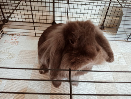 Rabbit in a cage. Cute pet in a cage.