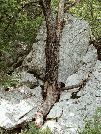 Old tree in the forest. Photo in old color image style.の写真素材