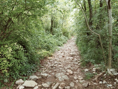 Path in the woods in the summer. Nature background. Toned.の写真素材