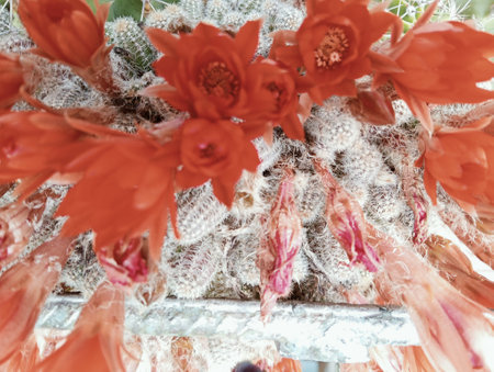 Blooming cactus with red flowers in the garden, stock photoの写真素材
