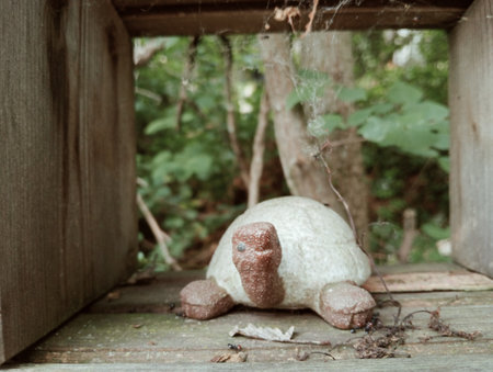 Toadstool mushroom in a wooden box. Selective focus.の写真素材