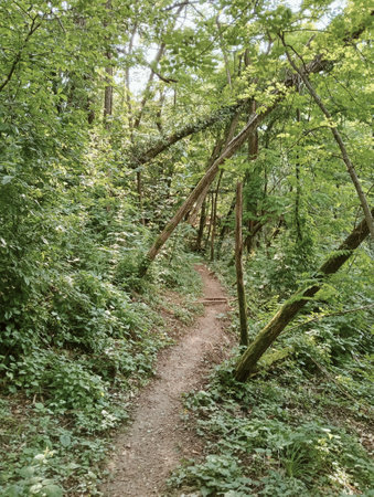 Trail in the forest with tall trees and green foliage in summer