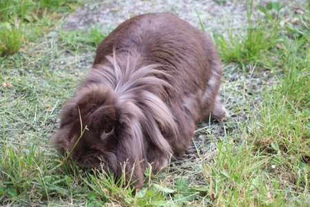 Fluffy rabbit on the grass in the garden. Pet animals.の写真素材