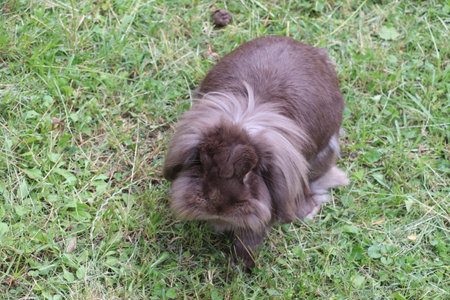 Guinea pig on the grass in the park.の写真素材
