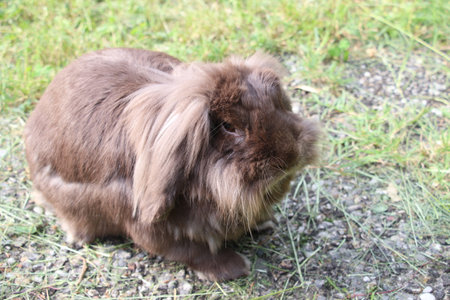 Brown rabbit on the grass in the park. Close-up.の写真素材