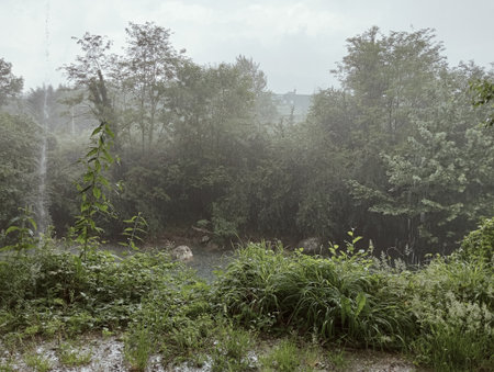 Landscape of a forest with a stream in the middle of the forestの写真素材