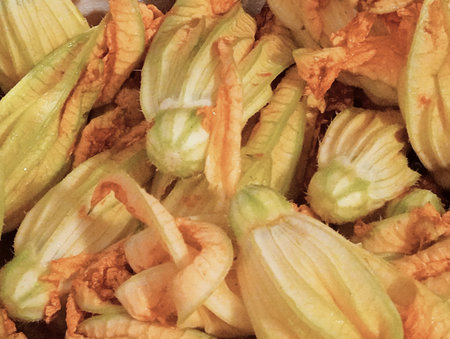 Zucchini blossom in the market, closeup of photoの写真素材