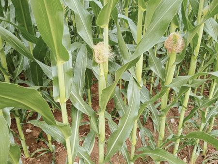 Young corn growing in the field, close-up of corn.の写真素材