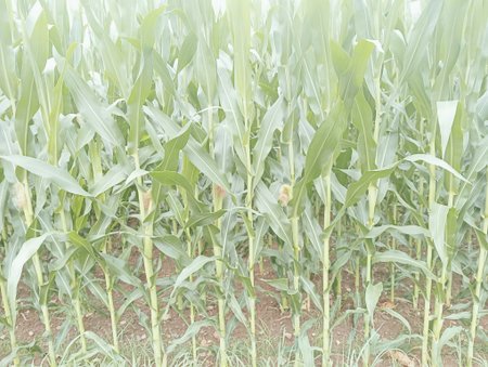 Corn field with green leaves in the morning, closeup of photoの写真素材