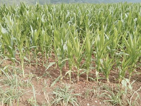 corn field at chiangmai, Thailand. (Vintage tone)の写真素材