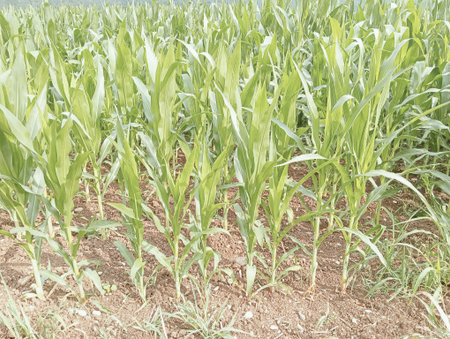 corn field in thailand, closeup of corn in the fieldの写真素材