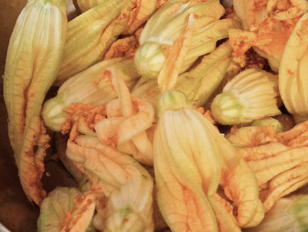 Close up of zucchini flowers in a pot, Thailand.の写真素材