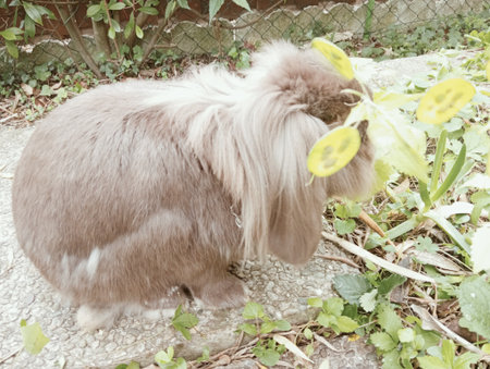 Cute pet in the garden. Pet in the garden. Animal in the garden.の写真素材