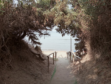 Path to the sea through the trees on the sand dunes.の写真素材