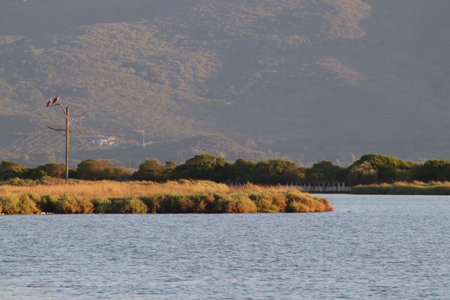 View of Orbetello Lagoon, province of Grosseto. Protected area, Tuscany, Italyの写真素材