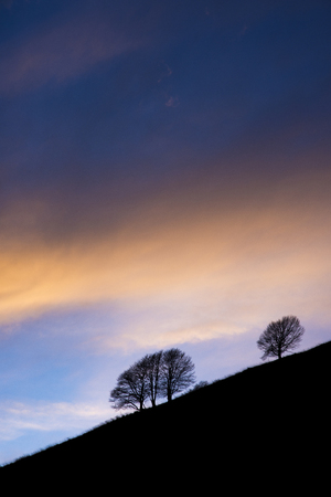 tree silhouette at sunset with blue and pink cloudsの写真素材